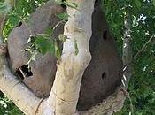 lunedì sostenibile- network greener cities