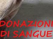 cani donatori