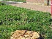 Autunno tempo barbieri tosaerba