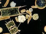 Scienziati cercano segreti plancton, alla guida italiano