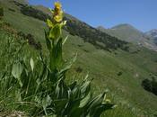 Genziana maggiore