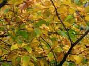 Impressioni d'autunno