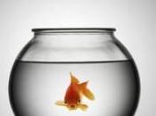 pesciolino nella bolla