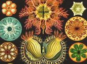 Spettacolari patterns nelle illustrazioni scientifiche ernst haeckel