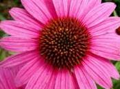 Echinacea, pianta dell’autunno.