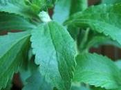 Stevia come dolcificante naturale: libera dall'Unione europea
