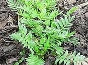 tintura madre valeriana