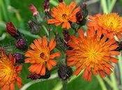 tintura madre pilosella