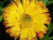 tintura madre calendula