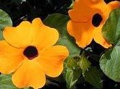 Susanna dagli occhi neri (Thunbergia alata)