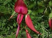 Becco pappagallo (Clianthus puniceus)