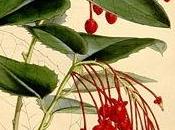 Berberidopsis corallina