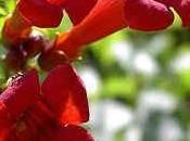 Bignonia (Campsis radicans)