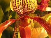 Orchidee paphiopedilum