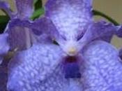 Orchidea Vanda