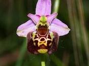 Orchidee Selvatiche