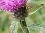 centaurea