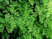 capelvenere