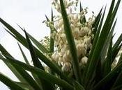 Yucca