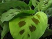 Maranta