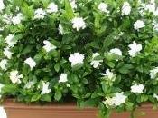 Gardenia
