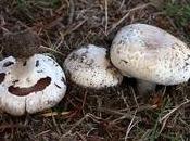 funghi sull'erba zolla