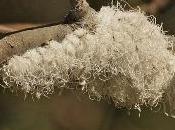 aloe battufoli lanosi