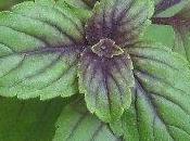 Semina orto seminare chiuso