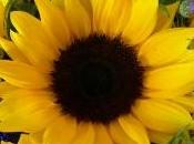 Girasole fiorisce