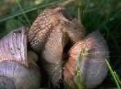 ortaggi bucherellati