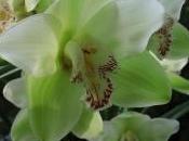 orchidee foglie iniziano seccarsi dalla punta