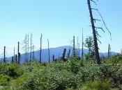 Parassita dell'abete rosso