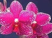 Orchidee, ciclmini tulipani fase vegetativa