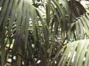 perdita colore foglie Howea forsteriana