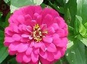 Zinnia