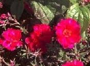 Portulaca