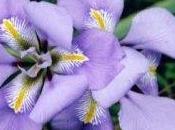 Fiori iris