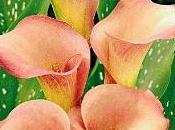 Fiori Calla