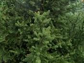 Abete rosso