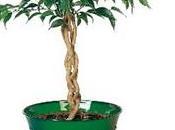 fioriere plastica rotazionale