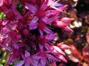 Sedum