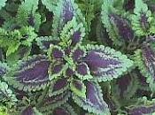 Coleus