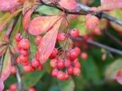 berberis