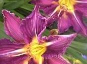 Hemerocallis