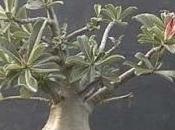 Adenium