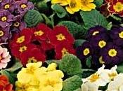 Primula