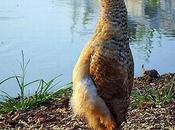 sono gallina ca**o pinguino