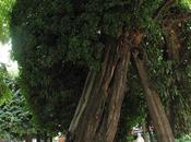 Cartoline Parigi: l’albero antico della capitale francese