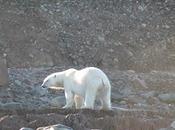 Aumenta rischio estinzione molti animali, l’orso bianco foca nelle zone Artiche