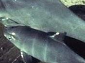 Vaquita, delfino rischio